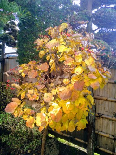 Amazing　Grace　アメイジング・グレイス