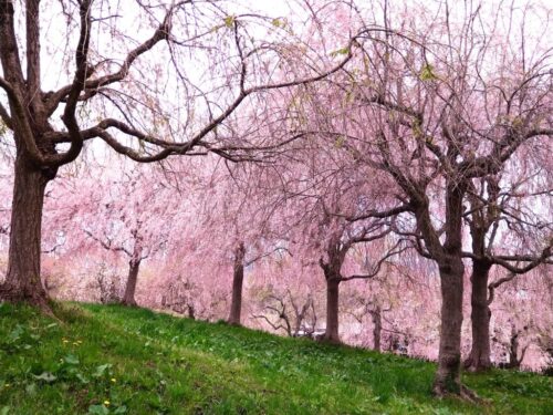 今日もまた投稿を延期させて頂きたいと思います