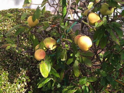 心からの供養は　やがて多くの良きことを招きます