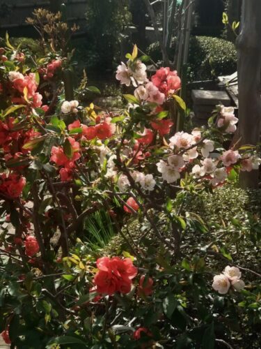 妙法蓮華経第十二番での考察